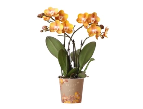 Orquídeas Beija-Flor Orquídea Phalaenopsis Dourada Laranja Tamanho Do Vaso 12Cm Jewel Las Vegas KOLIBRI ORCHIDS