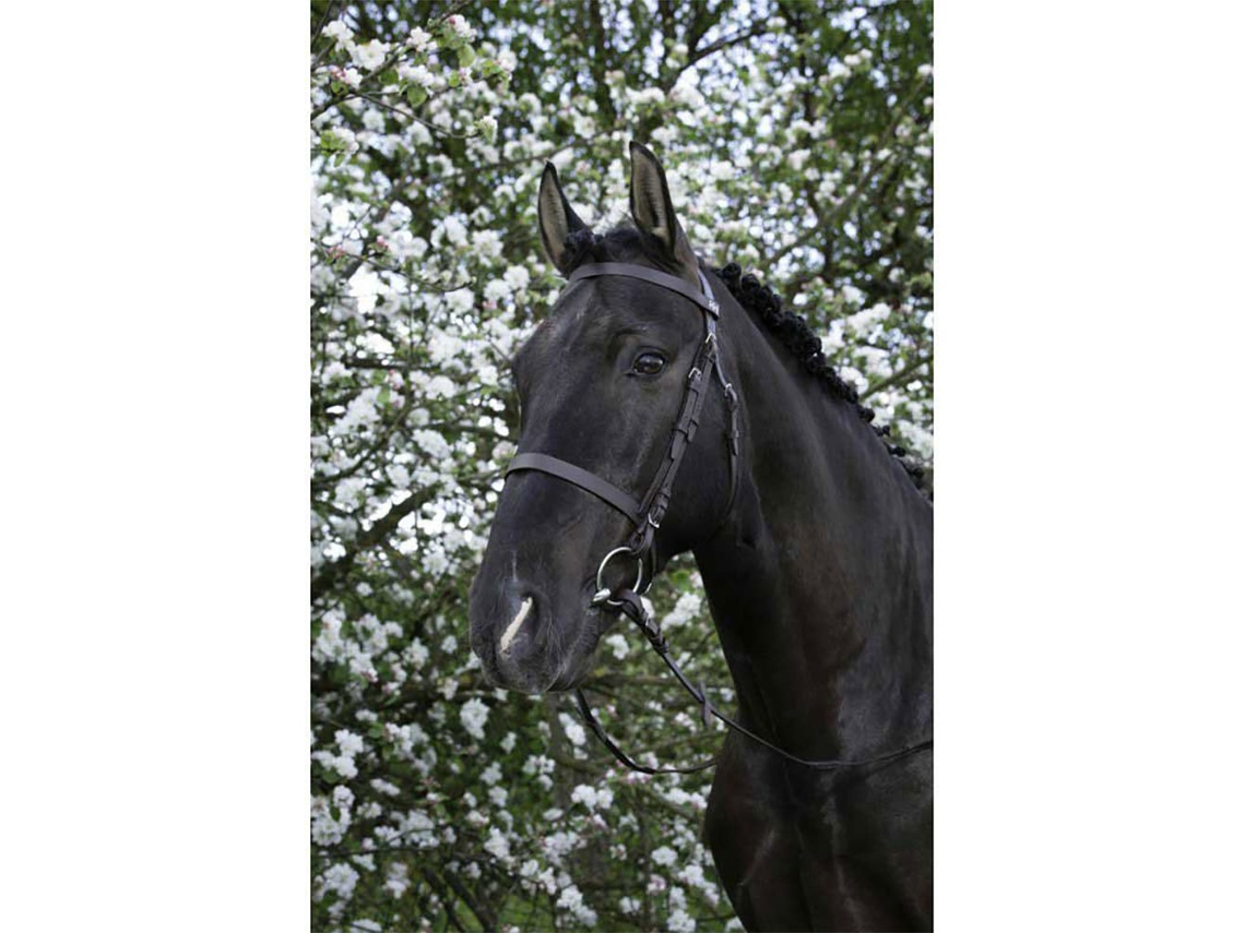 Cabeçada Francaise Verde Shetlandriding World