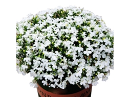 Sementes de Rosa Bonsai para Vaso S/MARCA