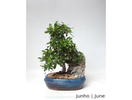 Carmona Bonsai LUSO-BONSAI  de 12 anos