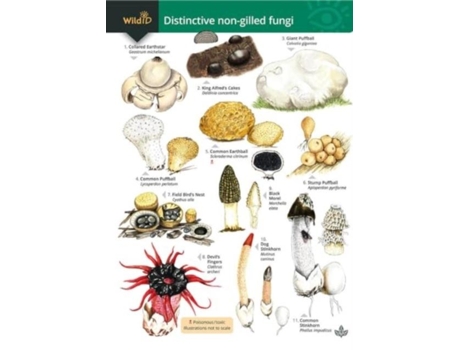 Livro Distinctive non-gilled fungi de Rebecca Farley-Brown (Inglês)