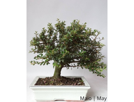 Cotoneaster Bonsai LUSO-BONSAI  de 12 anos