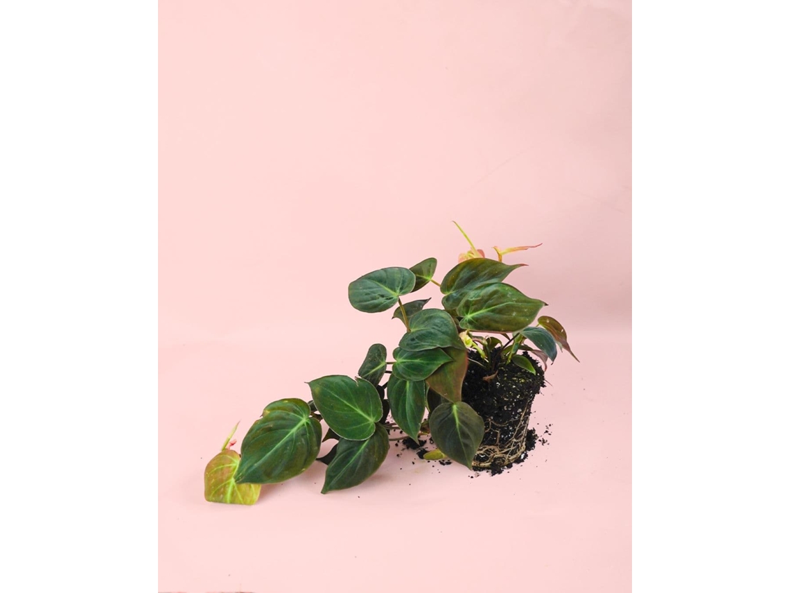 Philodendron Micans | Planta Natural Tropical De Interior Resistente E Purificadora | Pur Plant