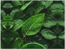 Manta de Flanela Ultramacia Phayah com Estampa Elementos da Natureza em Tons Verde Ideal para Sofá Cama Sala e