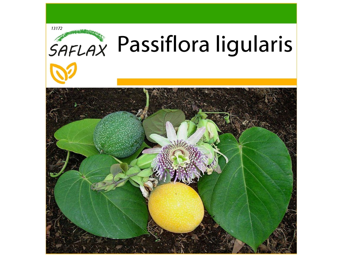 SAFLAX Granadilha Doce Passiflora Ligularis 20 Sementes com Substrato de Cultivo Livre de Germes