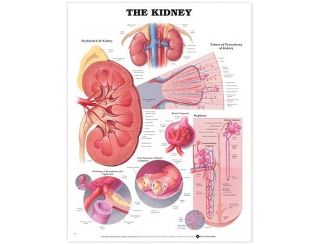 Livro the kidney anatomical chart de prepared for publication by anatomical chart company (inglês)
