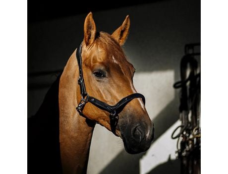 Cabresto para Cavalos HEKKTOR Anubis