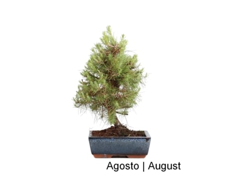 Bonsai Pinus Halepensis 9 Anos LUSO BONSAI