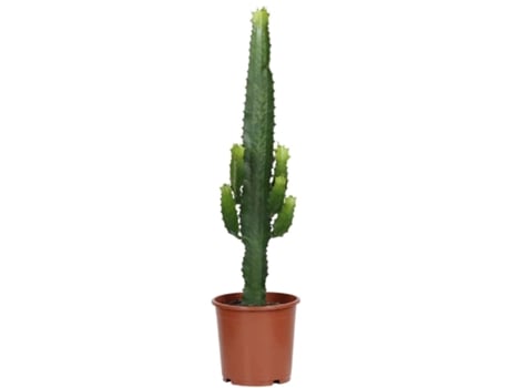 Planta Natural BIOMAPLANTS Euphorbia Acrurensis (50-60 cm - Vaso 17 cm)