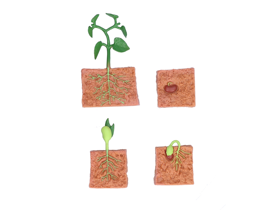 Primerox brinquedo Educativo Ciclo de Crescimento de Feijão Modelo Estágios Planta para Crianças 4+