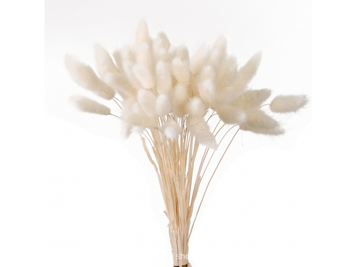 60 Unidades de Flores Secas Naturais, Capim, Dos, Pampas Seco, Rabdosia BRILVIBERA
