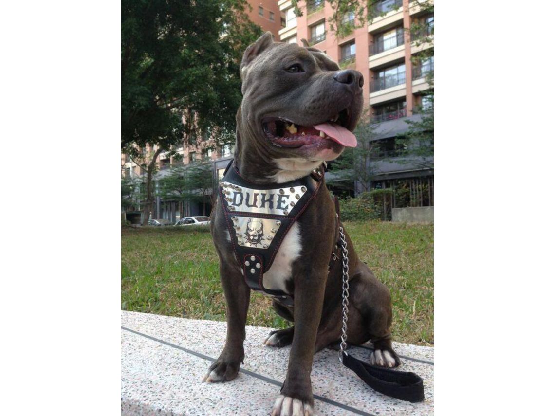 Arnês The Metal Preto e Vermelho Personalizado BESTIA CUSTOM DOG GEAR