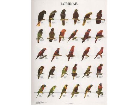 Poster Lories 1 Loriinae 1
