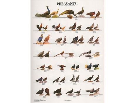 Poster Faisoes 1 Pheasants 1