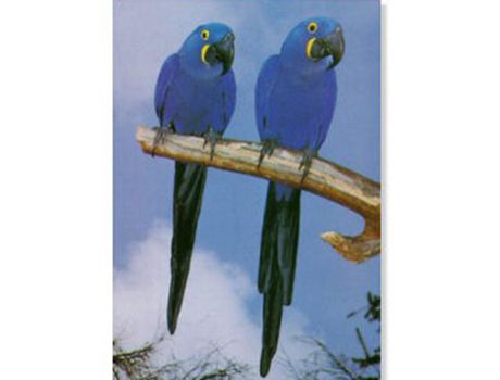 Poster Araras Violeta Jacinta