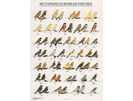 Poster Mutaçoes Passaros Da Europa Mut. Eur. Finches