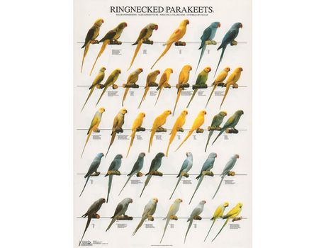 Poster Periquitos Alexandre Halsbandparkieten