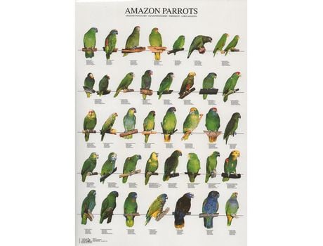 Poster Papagaios Do Amazonas Laminado A4