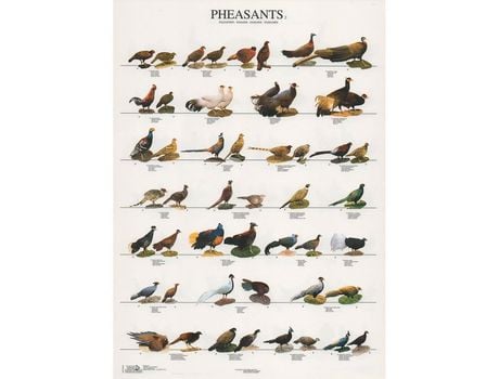 Poster Faisoes 2 Pheasants
