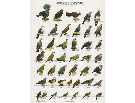 Poster Pombos e Rolas Laminado A4