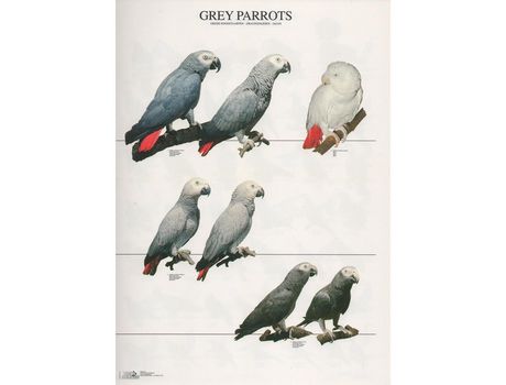Poster Papagaios Cinzentos Grey Parrots