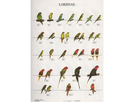 Poster Lories 3 Laminado A4