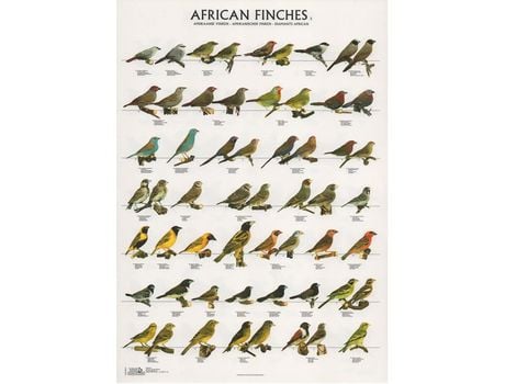 Poster Diamantes Africanos 2 Laminado A4