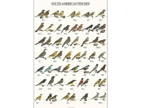 Poster Diamantes Sul-Americanos Laminado A4