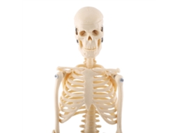Modelo Anatomico De Esqueleto Humano 1 Pieza Herramienta De Ensenanza Medica Con Base