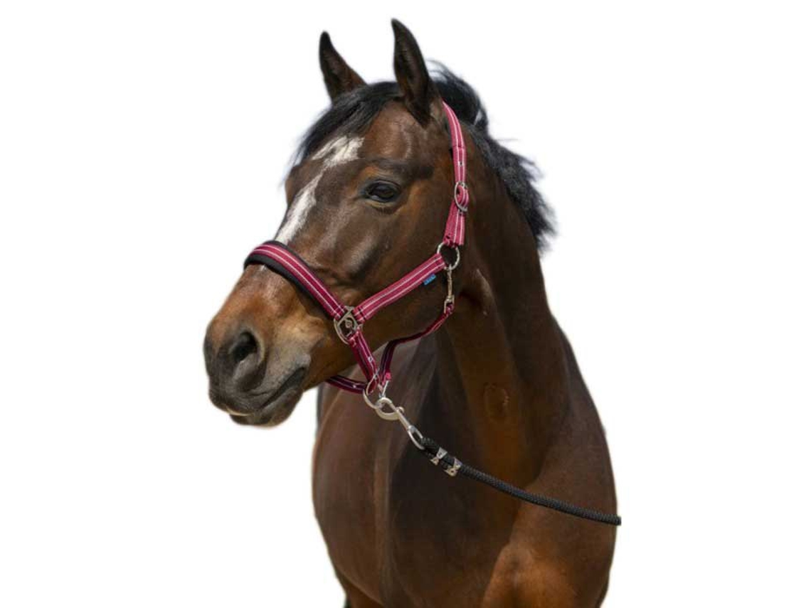 Cabeçada 4Lines Vermelho Cobnorton Equestrian