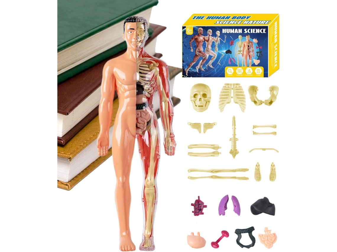 Modelo 3d De Anatomia Humana Para Crianças | Brinquedo Educativo De Esqueleto Humano | Kit De Montag Gokoco
