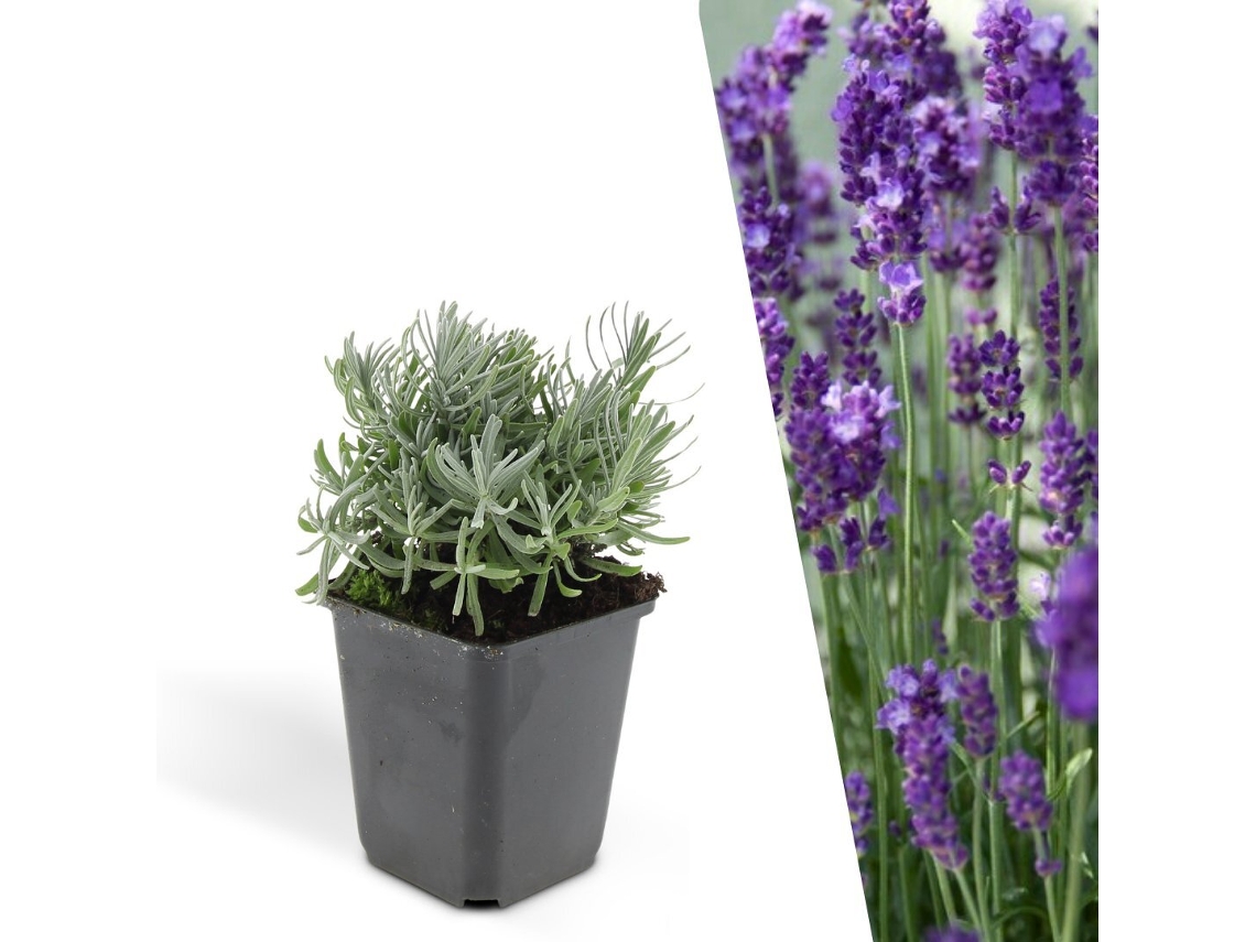 6 Plantas de Lavanda Lavandula Angustifolia 'hidcote' Cobertura resistente Perenes (LxAxP cm)