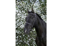 Cabeçada Francaise Verde Shetlandriding World