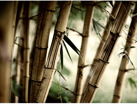 Papel de Parede ARTGEIST Fog And Bamboo Forest (350x270 cm)