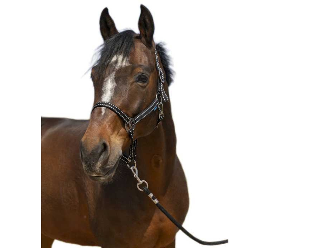 Cabeçada Grooming Castanho Ponynorton Equestrian
