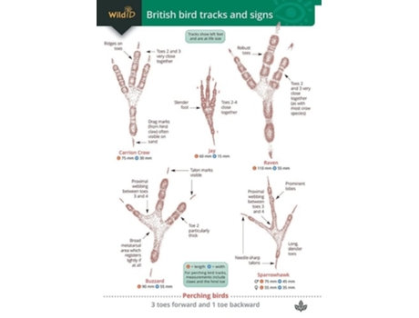Livro Guide to British bird tracks and signs de Dan Puplett (Inglês)