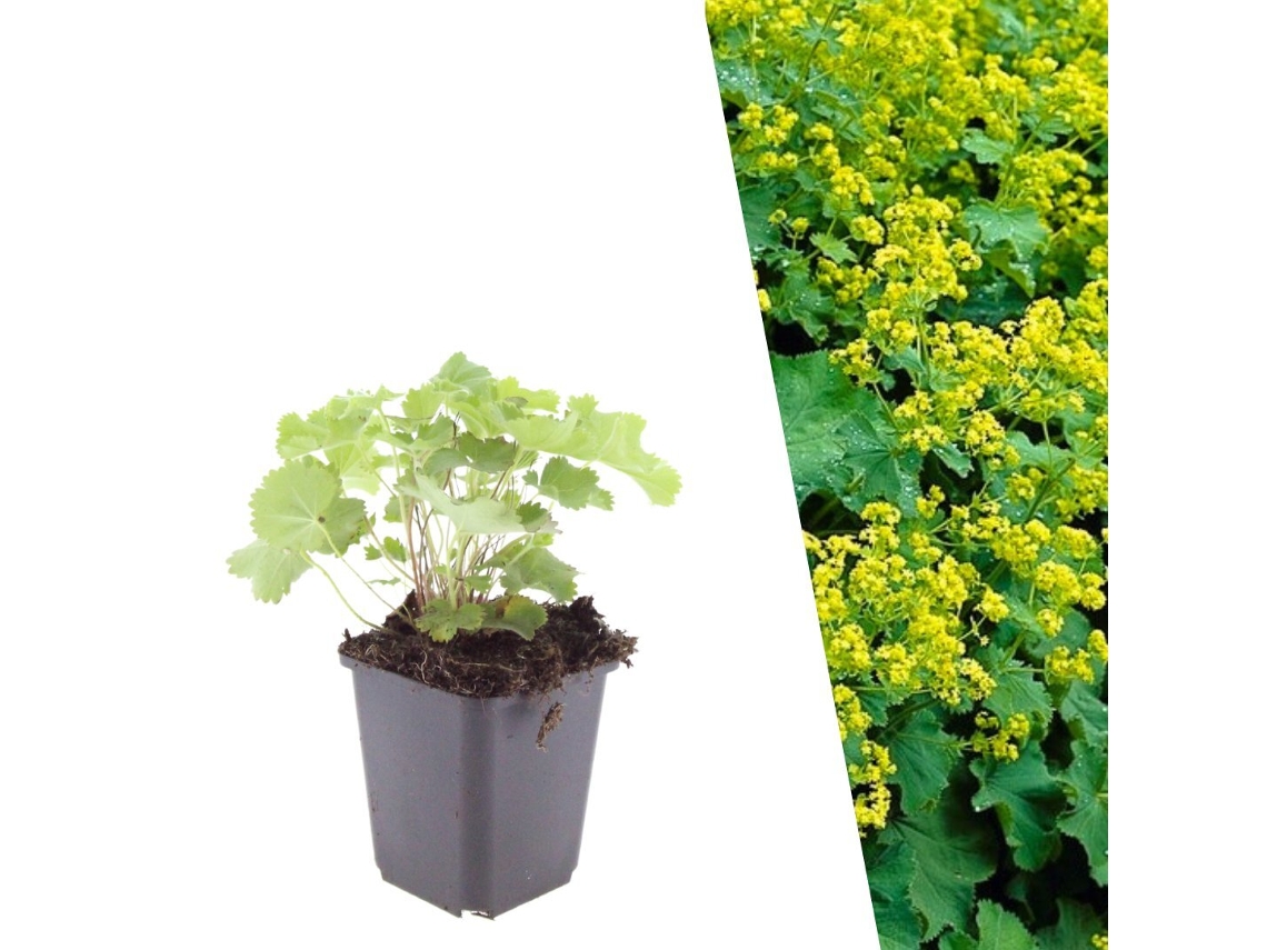 6 Plantas de Manto de Senhora, Alchemilla Mollis, Cobertura Resistente, Perenes, Jardim PLANTS BY FRANK