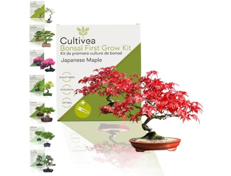 Kit Primeiro Bonsai Bordo Japonês Com Acessórios Cultivea