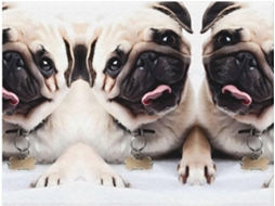 Colcha de Flanela com Estampa Pug Macia e Aconchegante Ideal para Sofá Quarto 127 X 101 6 Cm, Macio, Quente,