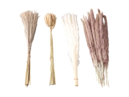 Grama Pampas Seca Natural e Rabo de Coelho para Decoração