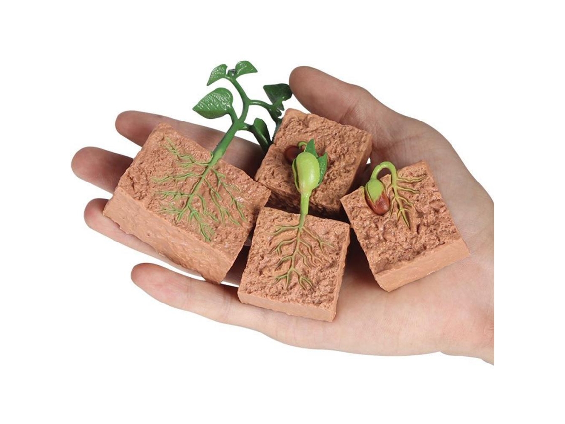 Primerox conjunto de Modelo de Crescimento de Feijão Verde Brinquedo Educacional Científico Biologia para Crianças
