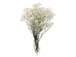 1Pcs Decoração de Flores Preservadas ALLINLESS