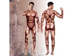 Body Muscular Cosplay M