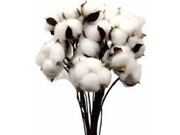 30 Bolas de Algodão Seco na Cor Natural, Brancas, com Palito, Perfeitas para Guirlandas e Decoração Rústica BRILVIBERA