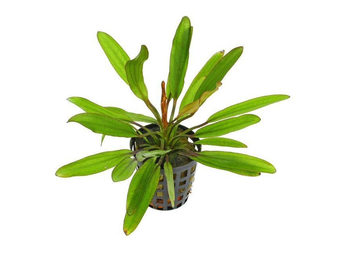 Echinodorus X ''red Devil''