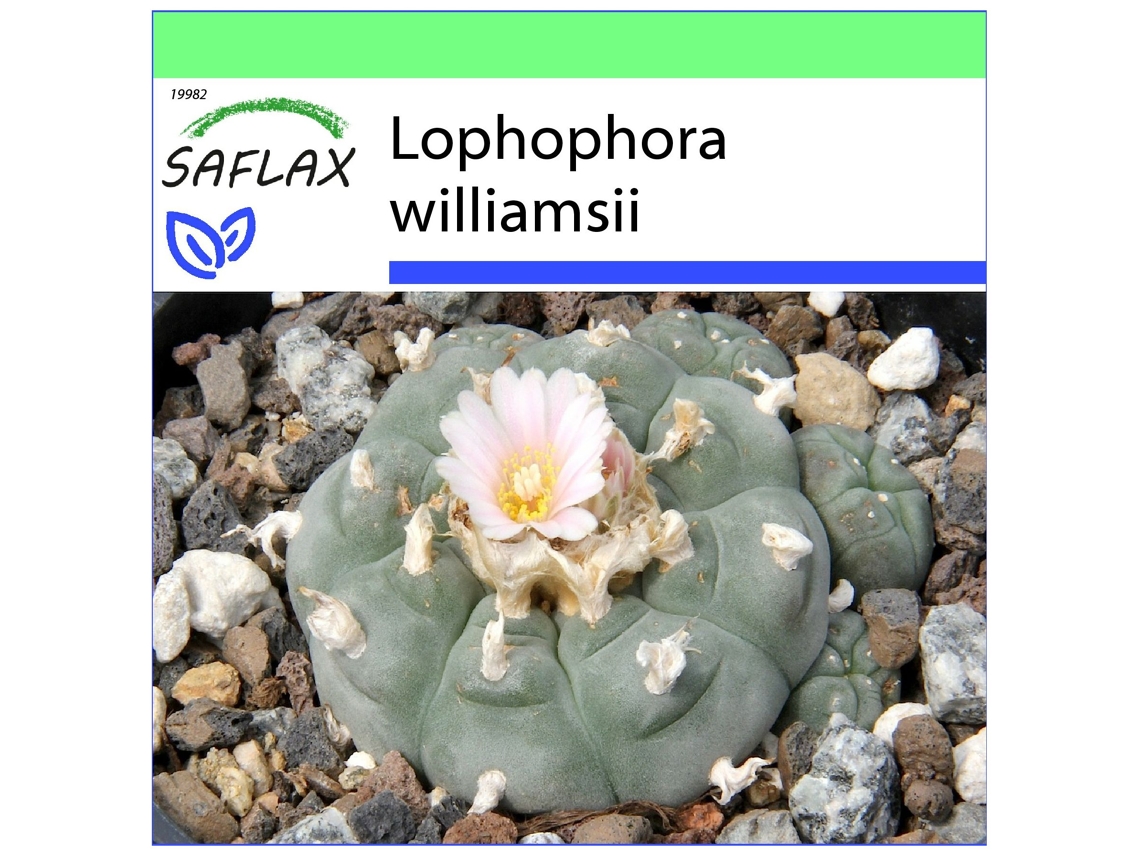 SAFLAX Garden To Go Cacto Peyotl Lophophora Williamsii 20 Sementes com Vaso Tampa Climática e Substrato de Cultivo
