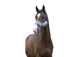 Cabresto para cavalos Norton Confort
