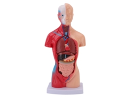 Modelo De Cuerpo Humano De 15 Piezas Para Estudiantes Médicos: Herramientas Interactivas De Anatomía Y Fisiología