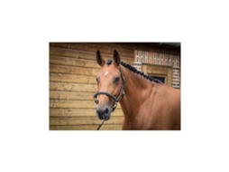 Cabresto de aliciamento de cavalos Jump'In Collection One