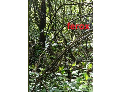 Livro Ferox de Chris Brausch ( Inglês )